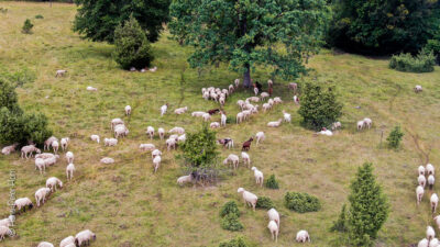 Luftaufnahme der Wacholderheide im Juli 2019