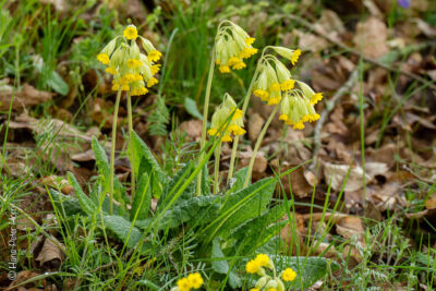 Wiesen-Schlüsselblume