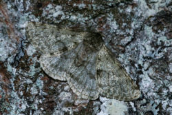 Schneespanner Schneespanner