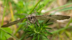 Wellenlinien-Rindenspanner Wellenlinien-Rindenspanner