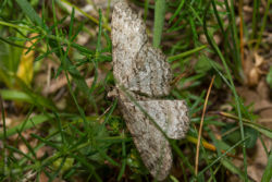 Wellenlinien-Rindenspanner Wellenlinien-Rindenspanner