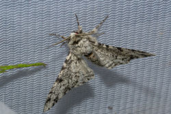 Birkenspanner Birkenspanner