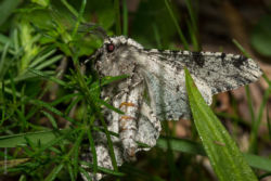 Birkenspanner Birkenspanner