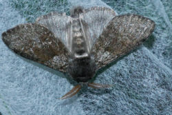 Buchen-Streckfuß Buchen-Streckfuß