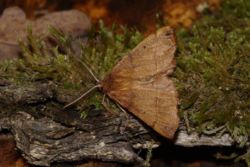 Federfühler-Herbstspanner Federfühler-Herbstspanner