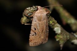 Feldflur-Wintereule Feldflur-Wintereule