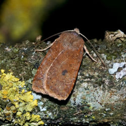 Veränderliche Wintereule Veränderliche Wintereule