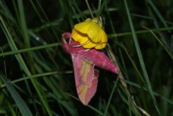 Kleiner Weinschwärmer Kleiner Weinschwärmer