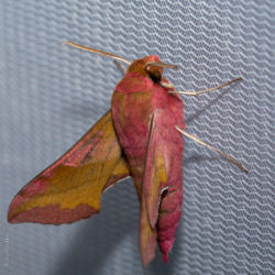 Kleiner Weinschwärmer Kleiner Weinschwärmer