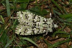 Grüne Eicheneule Grüne Eicheneule