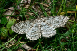 Aschgrauer Rindenspanner Aschgrauer Rindenspanner
