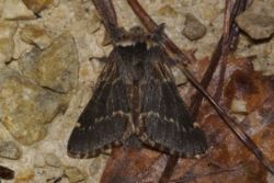 Kleine Pappelglucke Kleine Pappelglucke