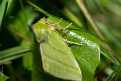 Jägerhütchen Jägerhütchen