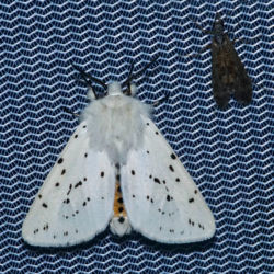 Breitflügeliger Fleckleibba