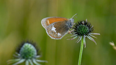 Rotbraunes Wiesenvögelchen (Coenonympha glycerion)